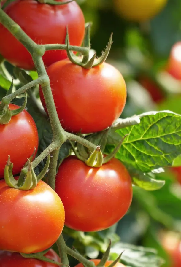 rote Tomatenrispe an einem Strauch